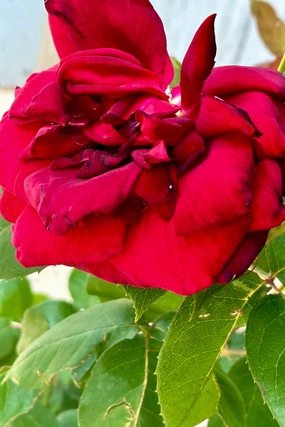 Rosa 'Oklahoma' #3 decorative flowerpot  