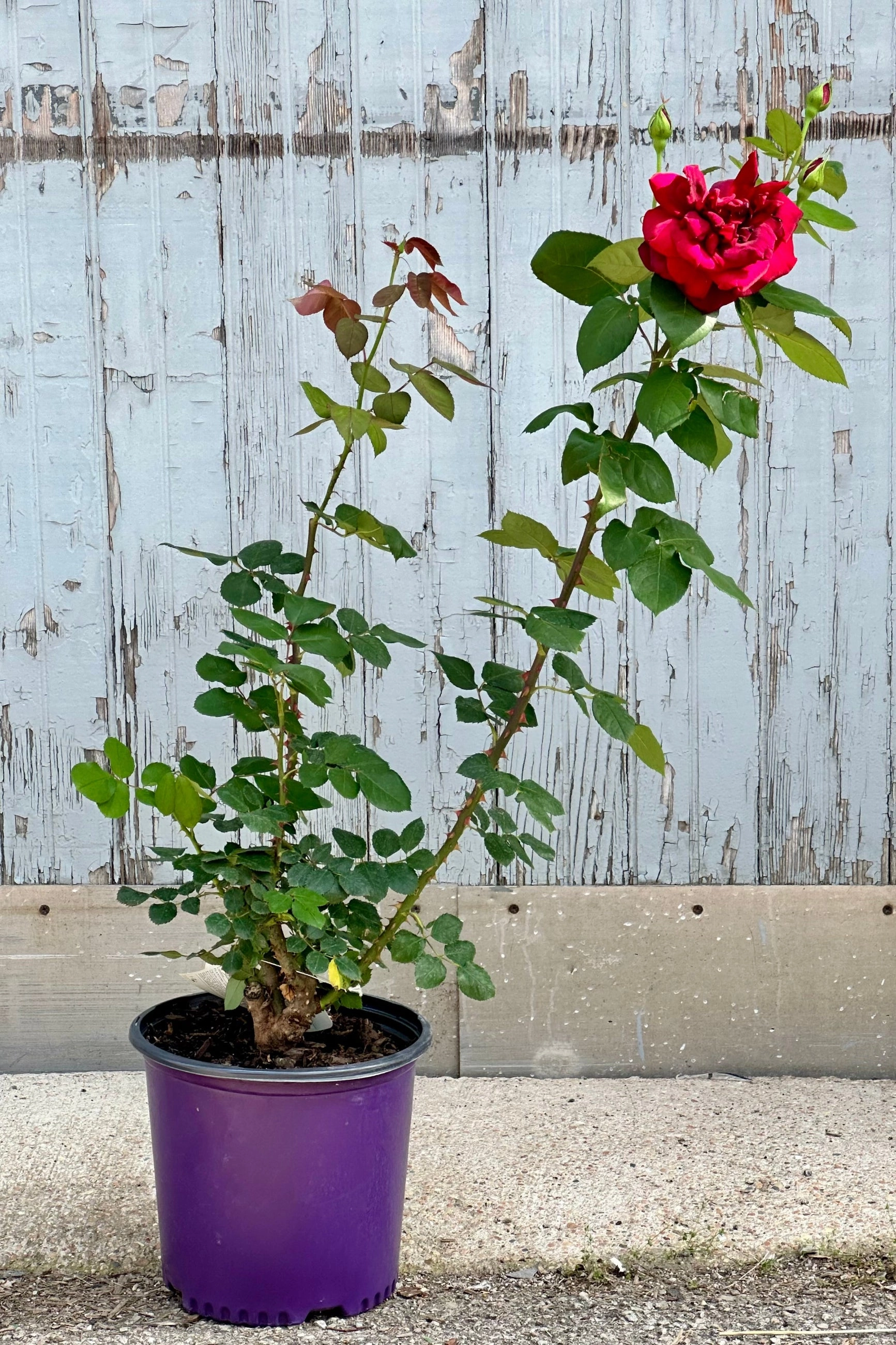 Rosa 'Oklahoma' #3