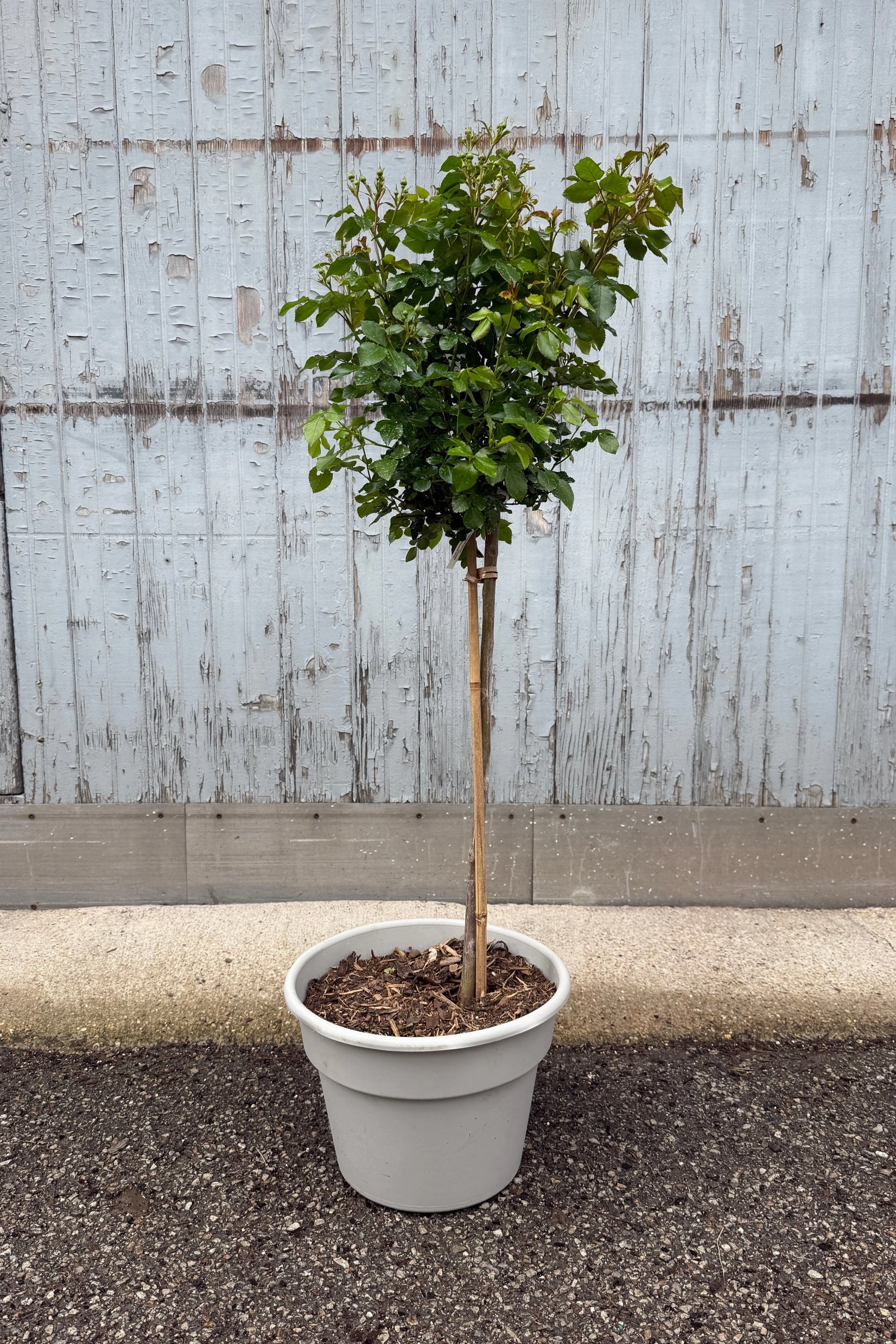 Rosa 'Peach Drift' Standard #5