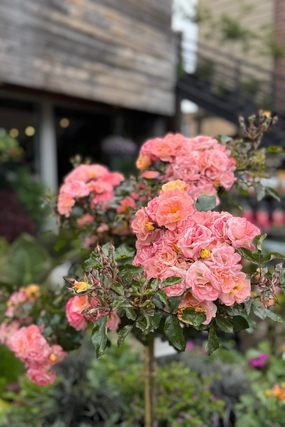 Rosa 'Peach Drift' Standard #5 decorative flowerpot  