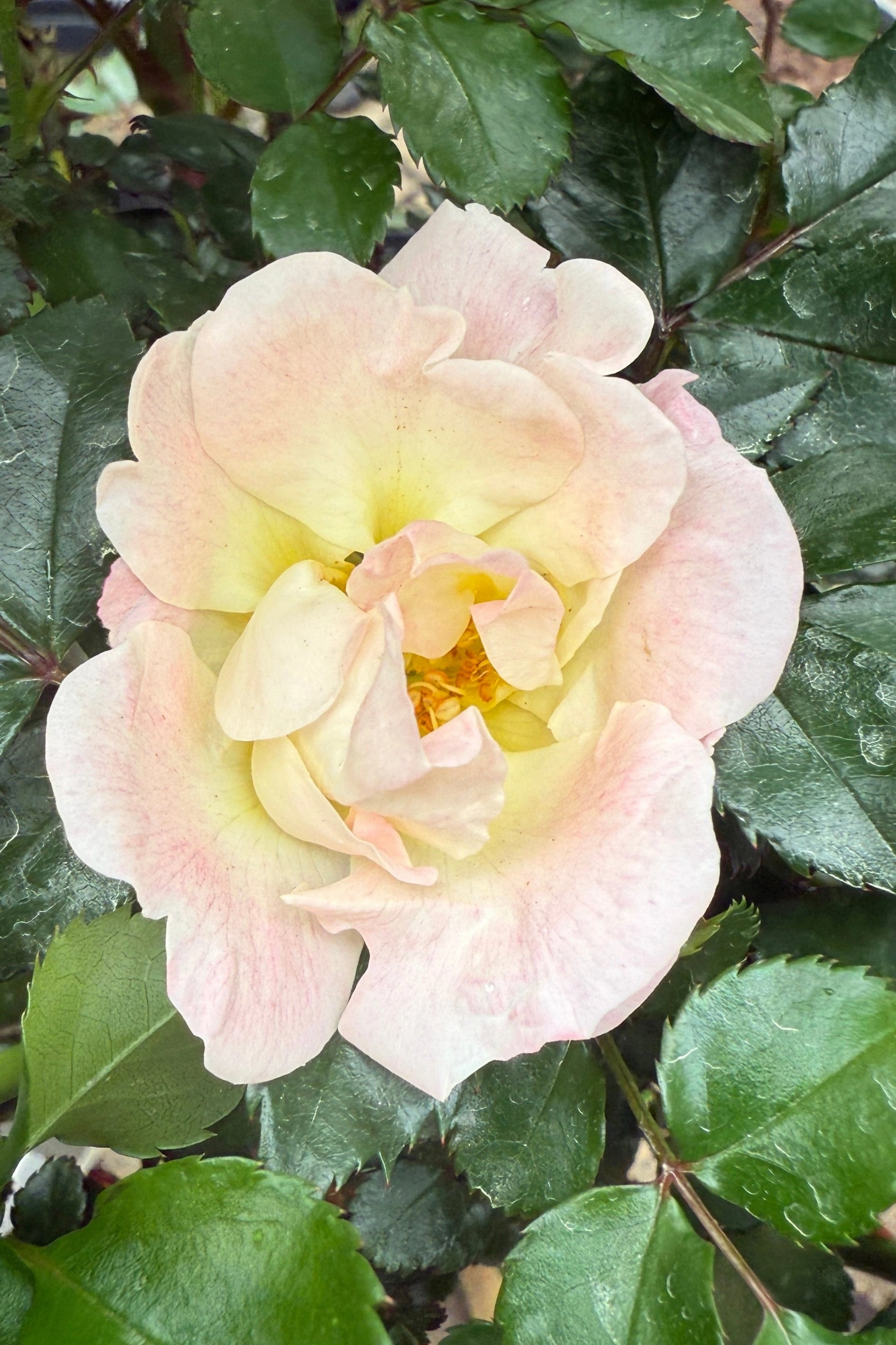 Rosa 'Peach Drift' Standard #5