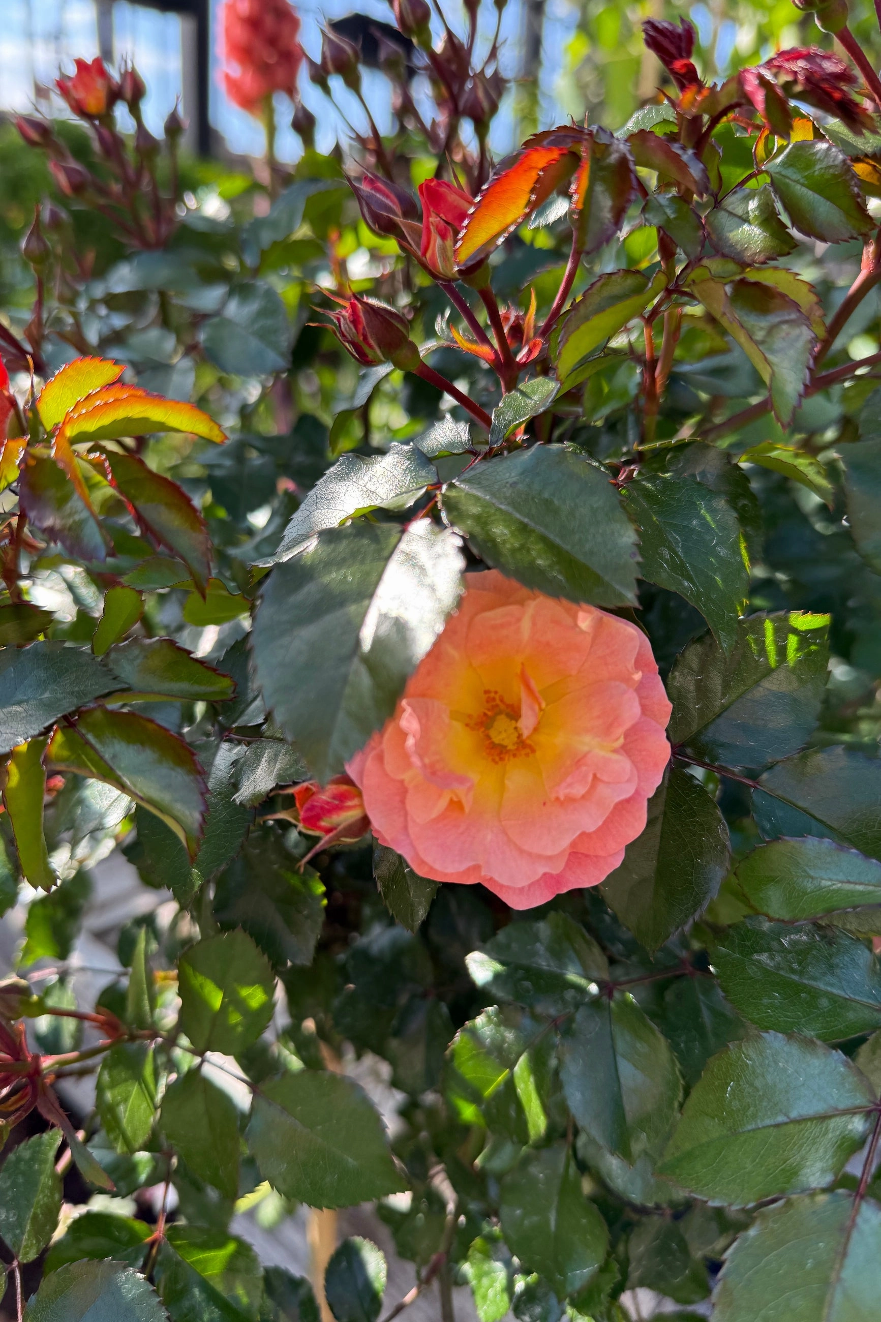 Rosa 'Peach Drift' Standard #5