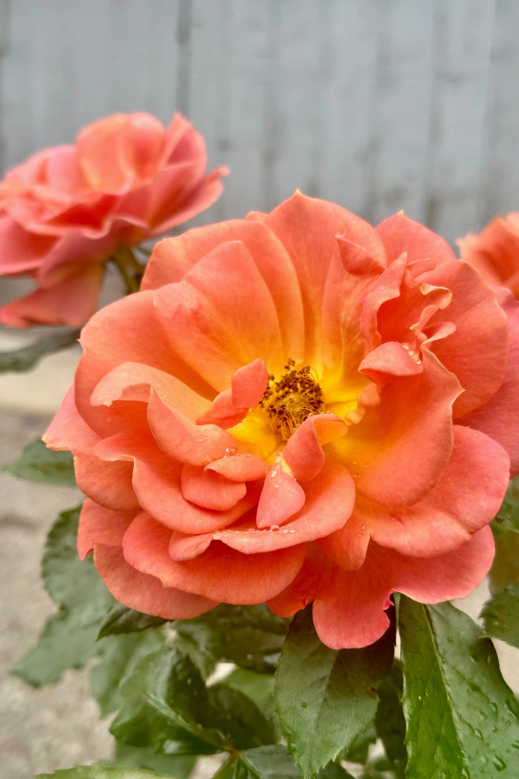 Rosa 'Pumpkin Patch' #3