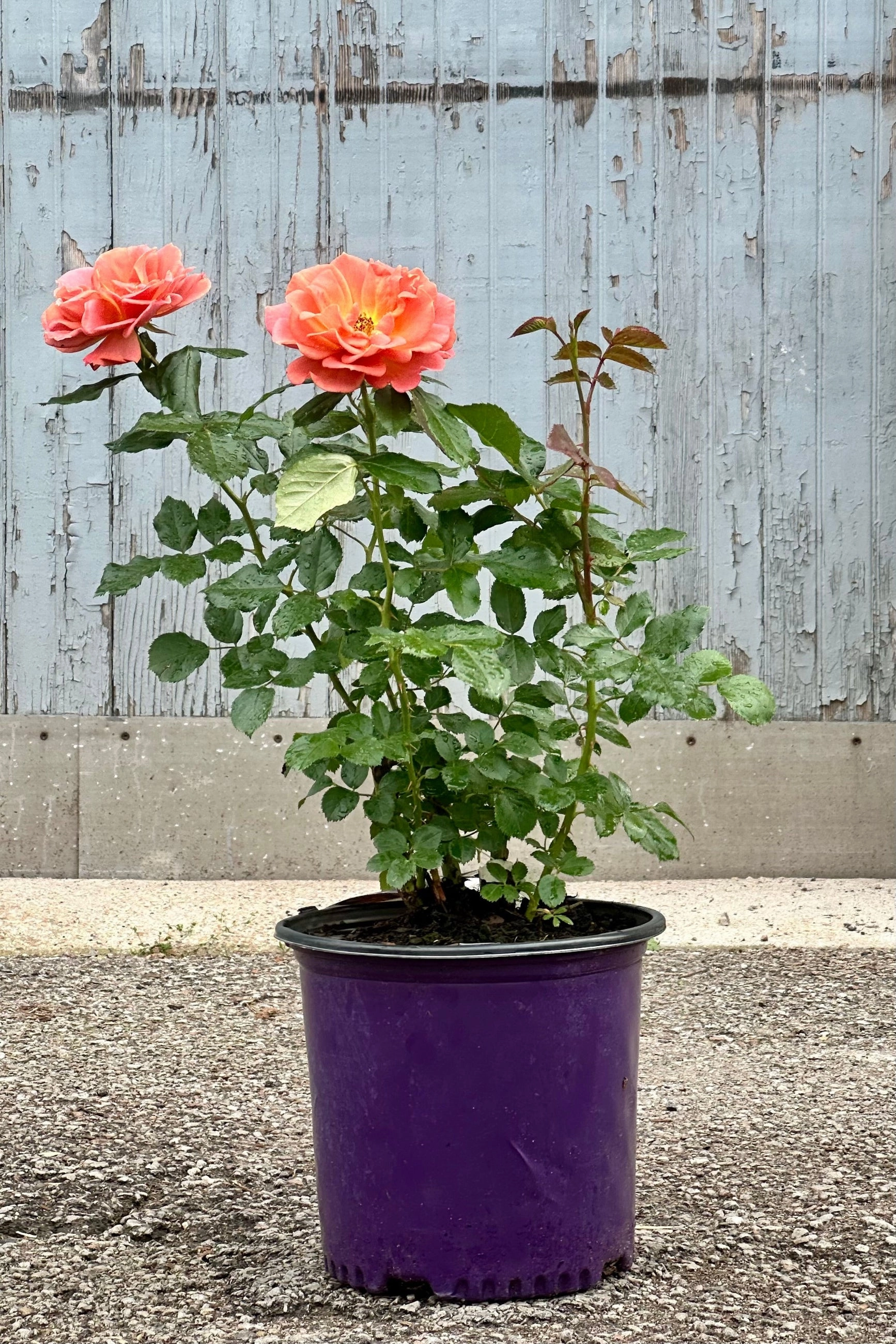Rosa 'Pumpkin Patch' #3
