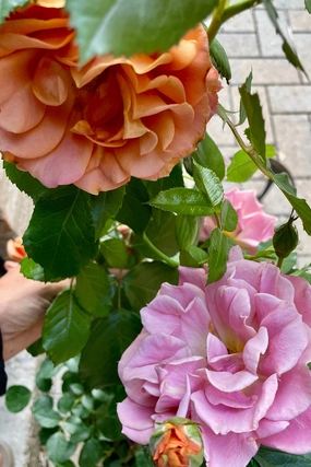 Rosa 'Pumpkin Patch' #3 decorative flowerpot  