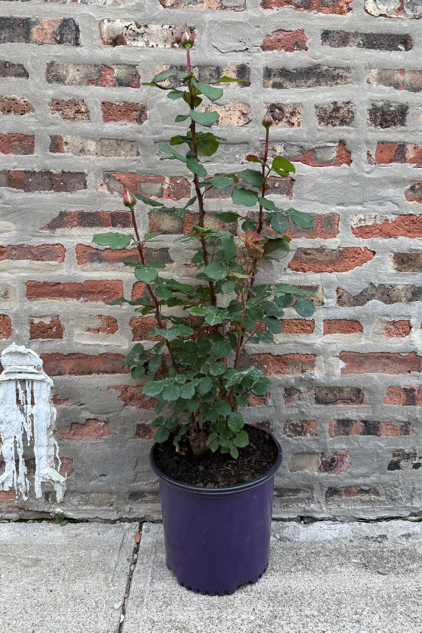 Rosa 'Sedona' #3