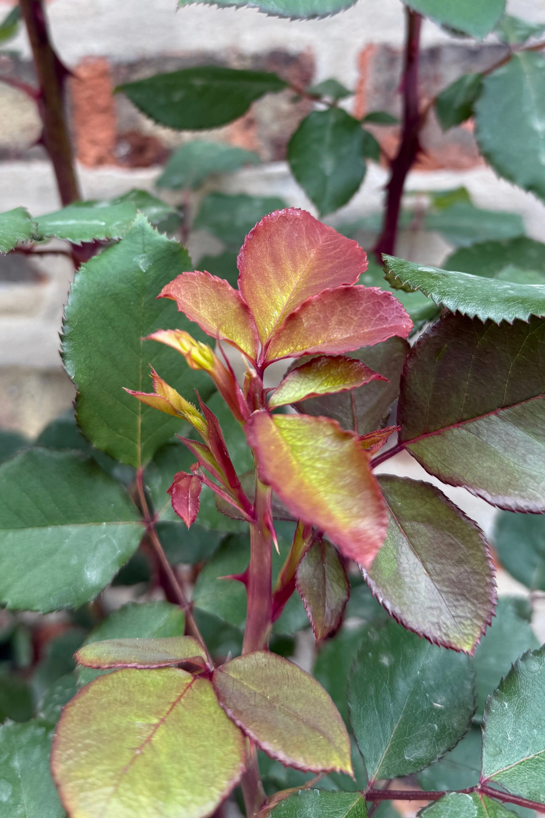 Rosa 'Sedona' #3