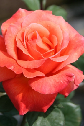 Rosa 'Sedona' #3 decorative flowerpot  