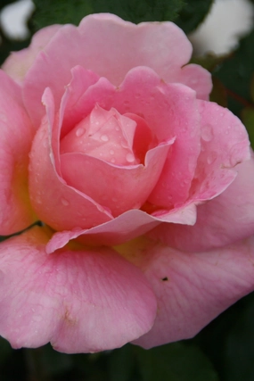 Rosa 'Tiffany' #3 decorative flowerpot  