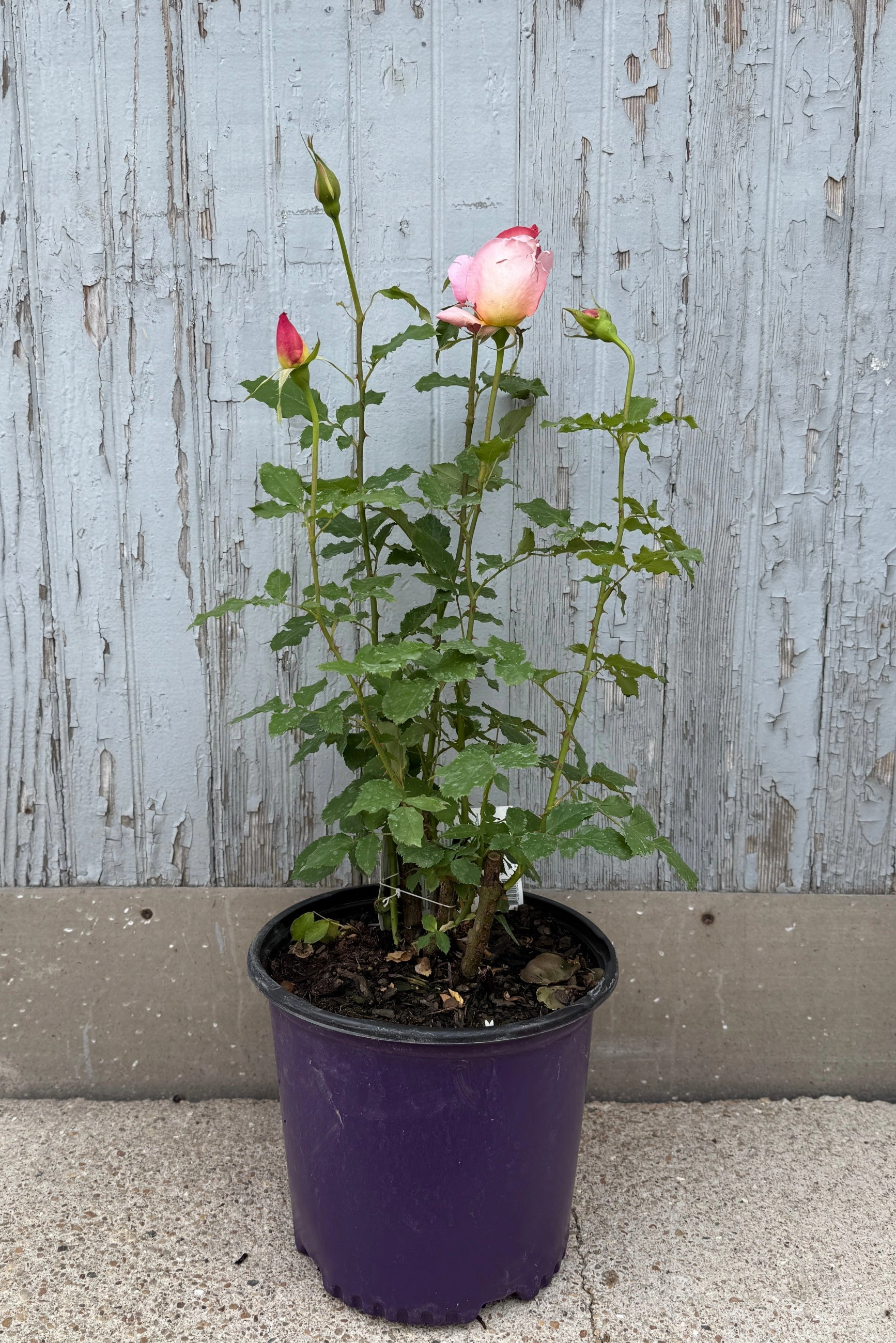 Rosa 'Tiffany' #3