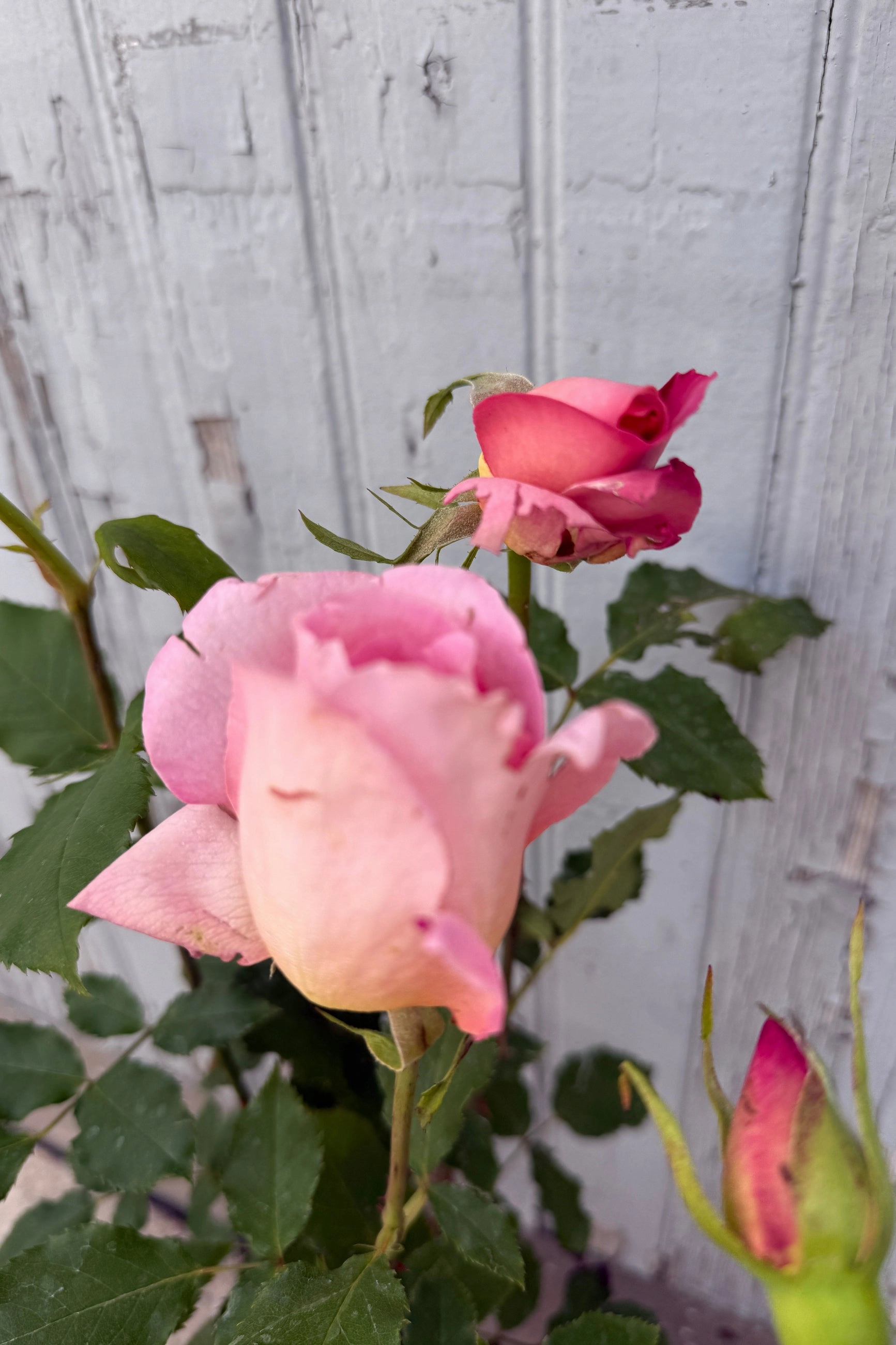 Rosa 'Tiffany' #3