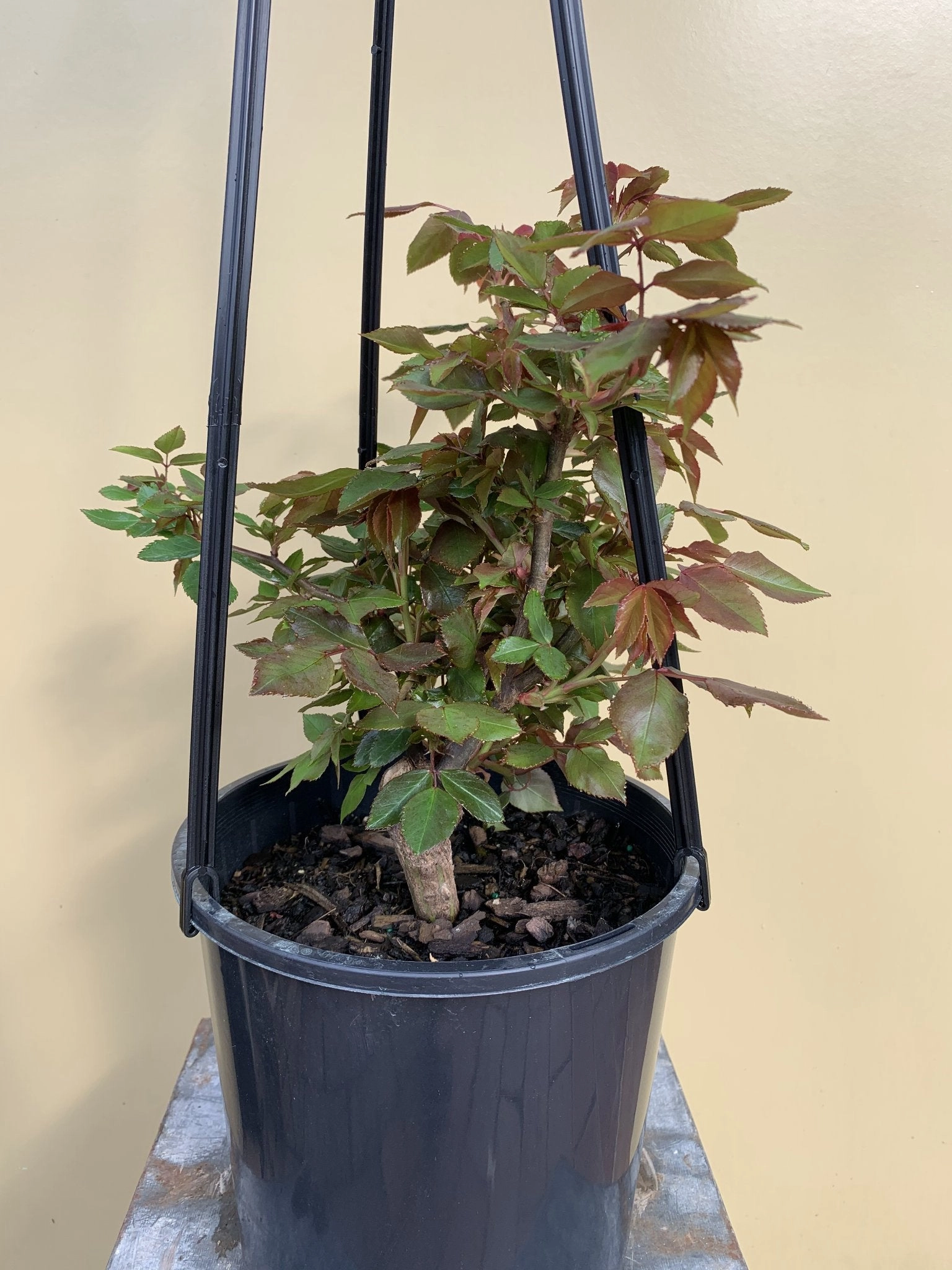 Rose - Climbing 'Crepuscule'