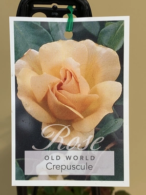 Rose - Climbing 'Crepuscule' small flower pot  