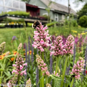 Rosea Betony | Stachys officinalis 'Rosea' traditional flower vase  