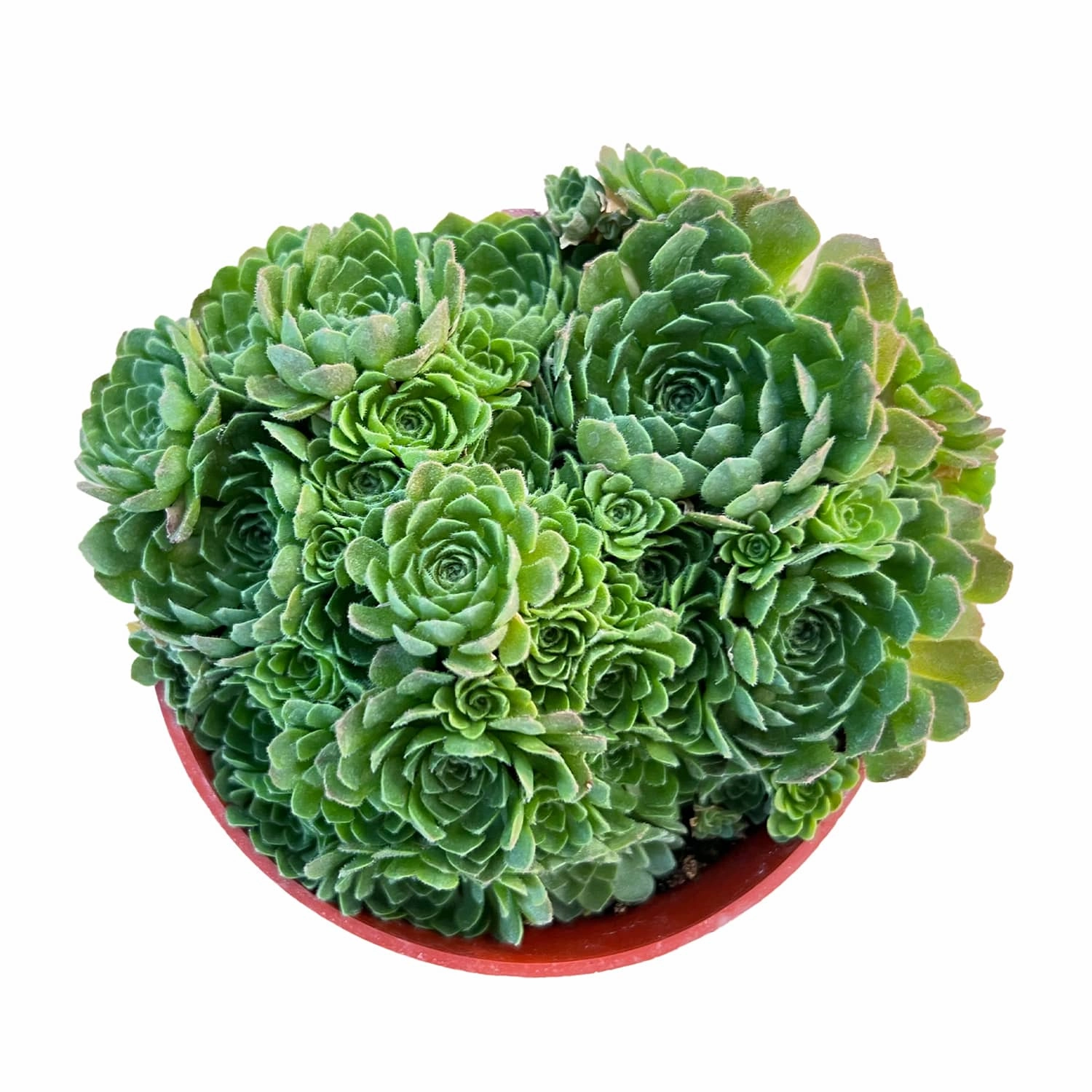 Rosularia Platyphylla (4 inch) mini ornamental plant  