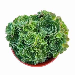 Rosularia Platyphylla (4 inch) mini ornamental plant  