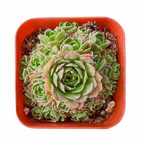 Rosularia platyphylla mini ornamental plant  