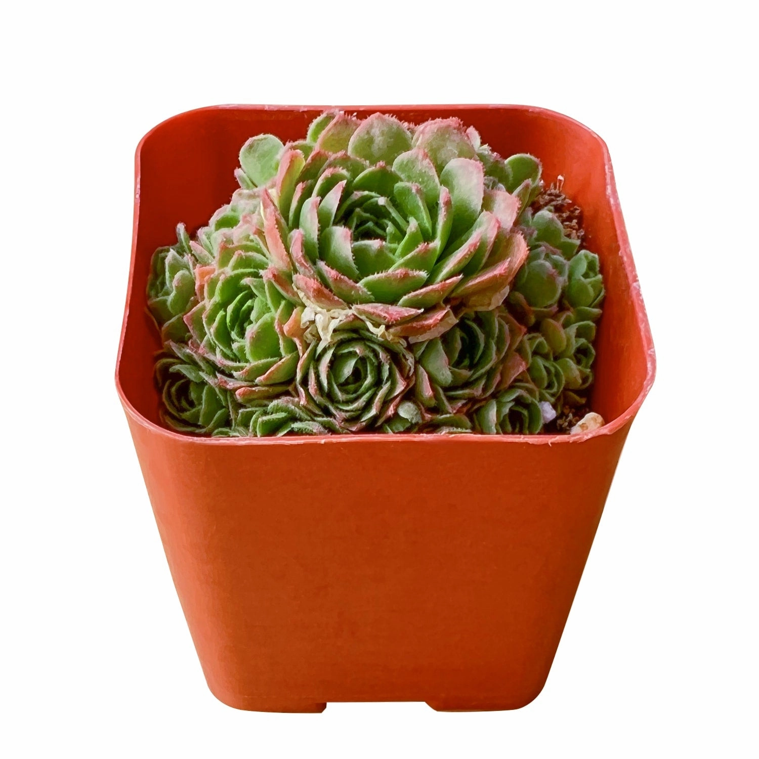Rosularia platyphylla