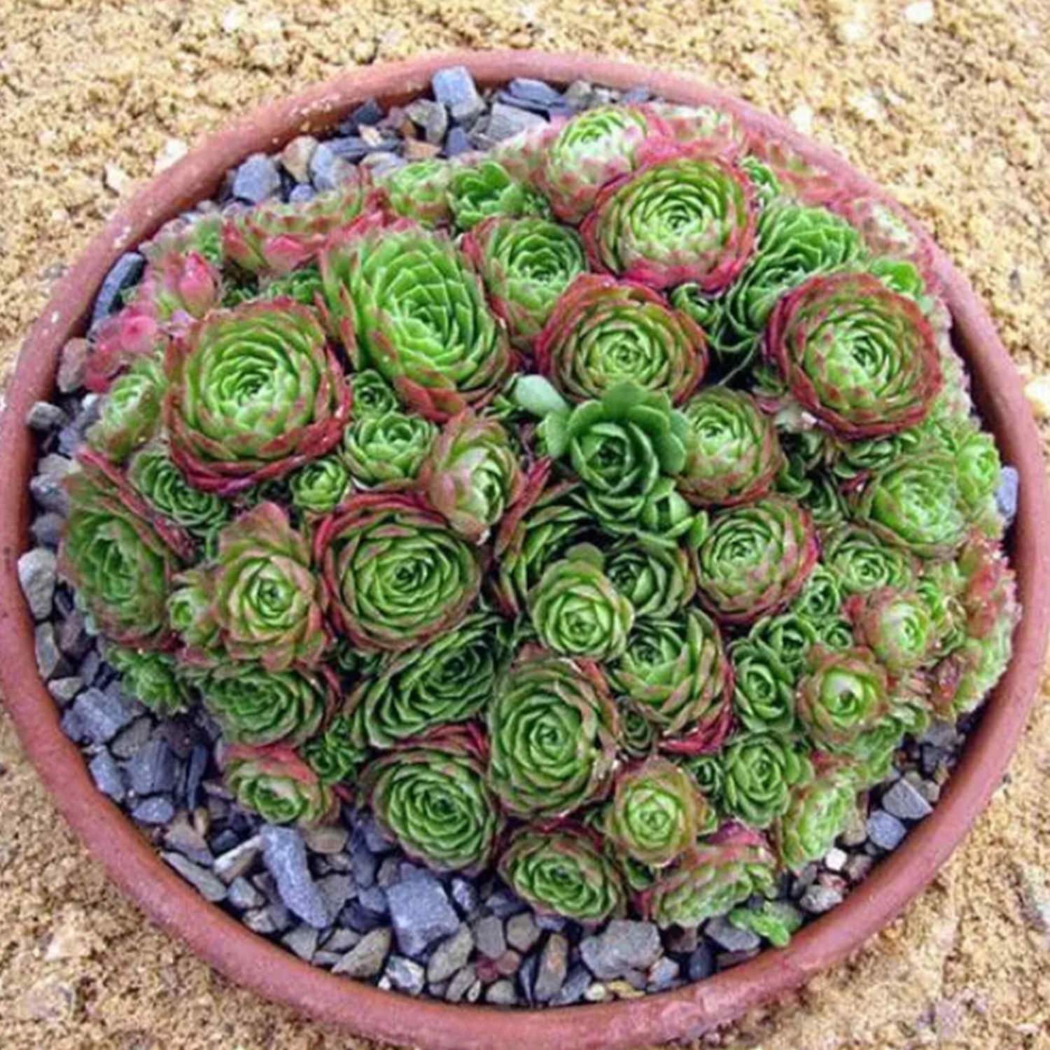 Rosularia platyphylla