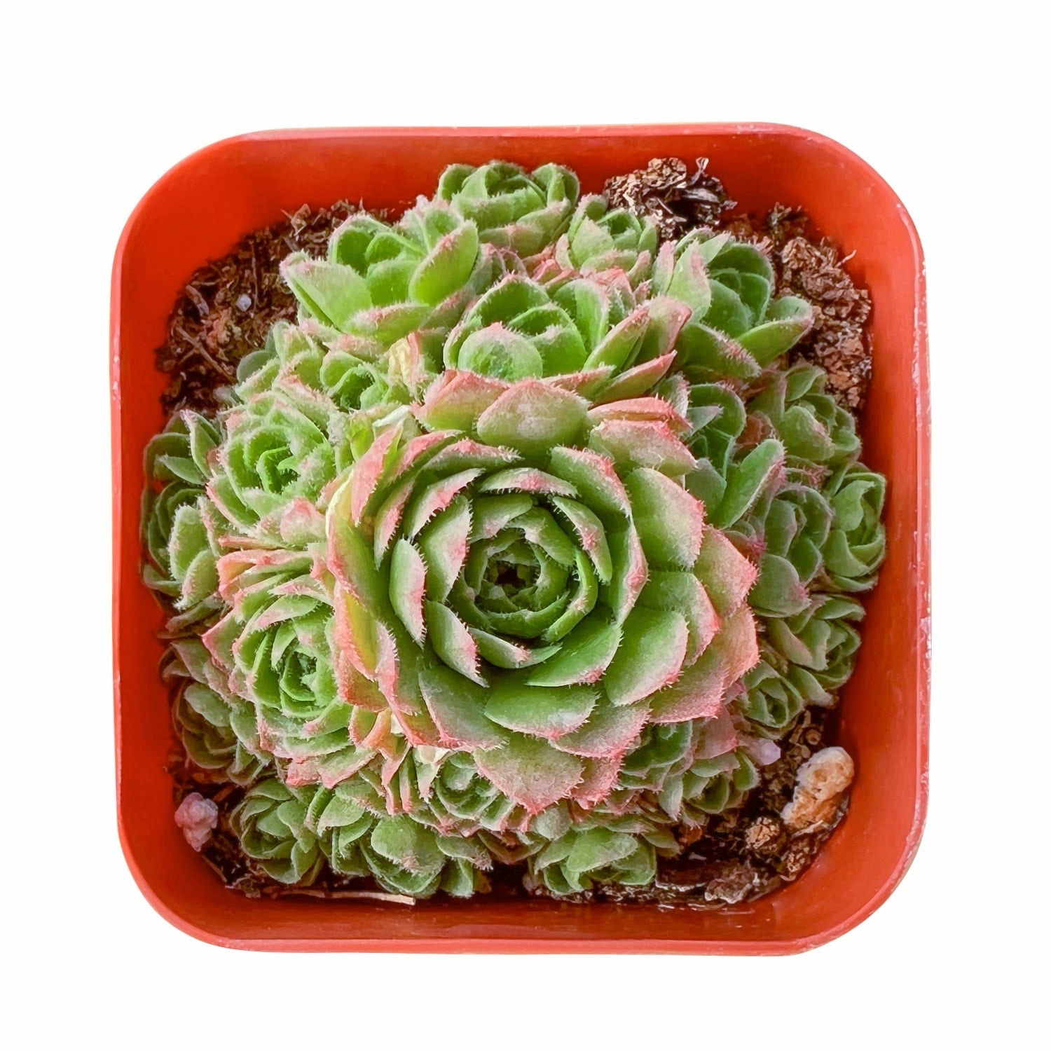 Rosularia platyphylla mini ornamental plant  