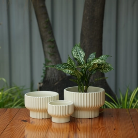Round Shape Ribbed Cream Colour Ceramic Planter classic flowerpot  