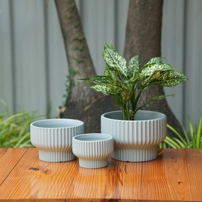 Round Shape Ribbed Grey Colour Ceramic Planter shade perennial  