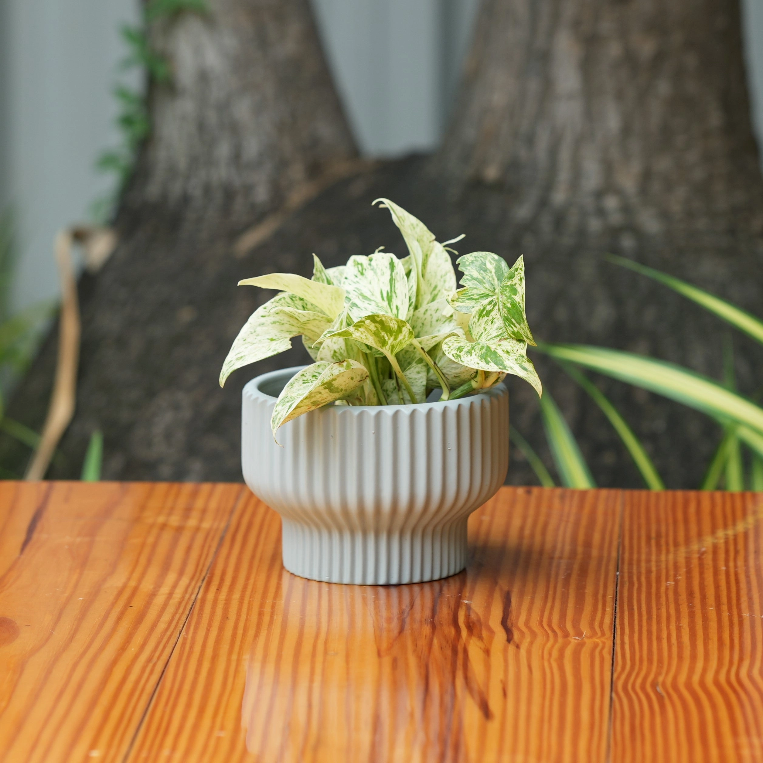 Round Shape Ribbed Grey Colour Ceramic Planter