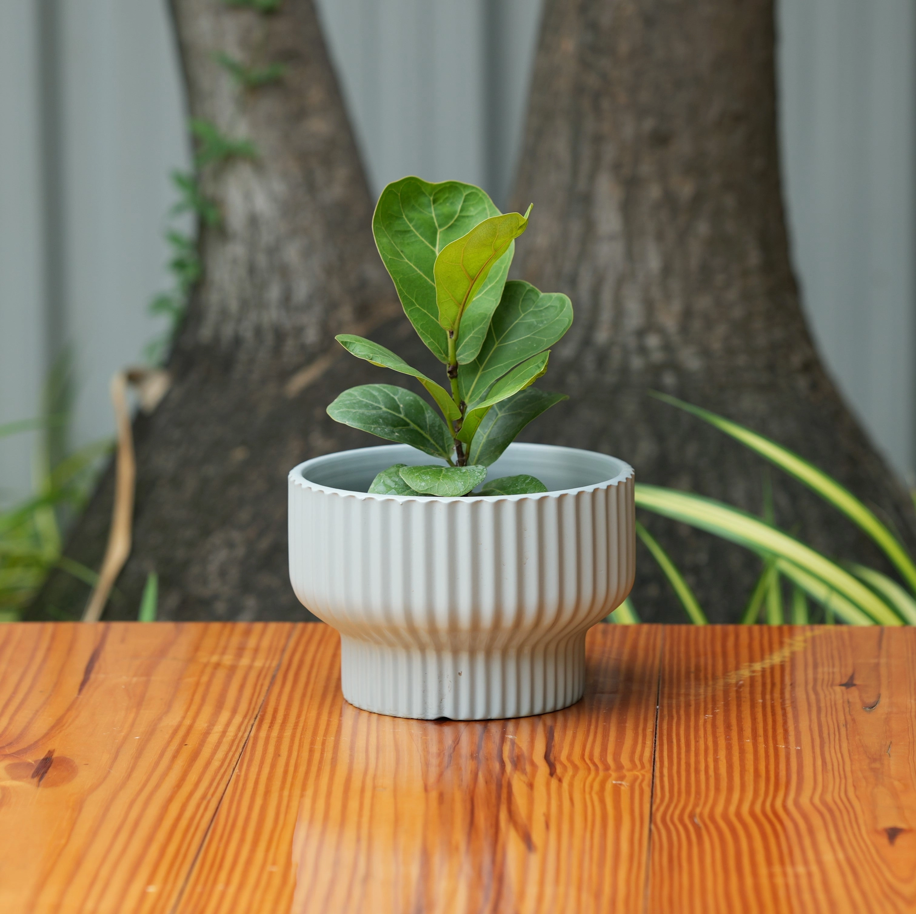 Round Shape Ribbed Grey Colour Ceramic Planter