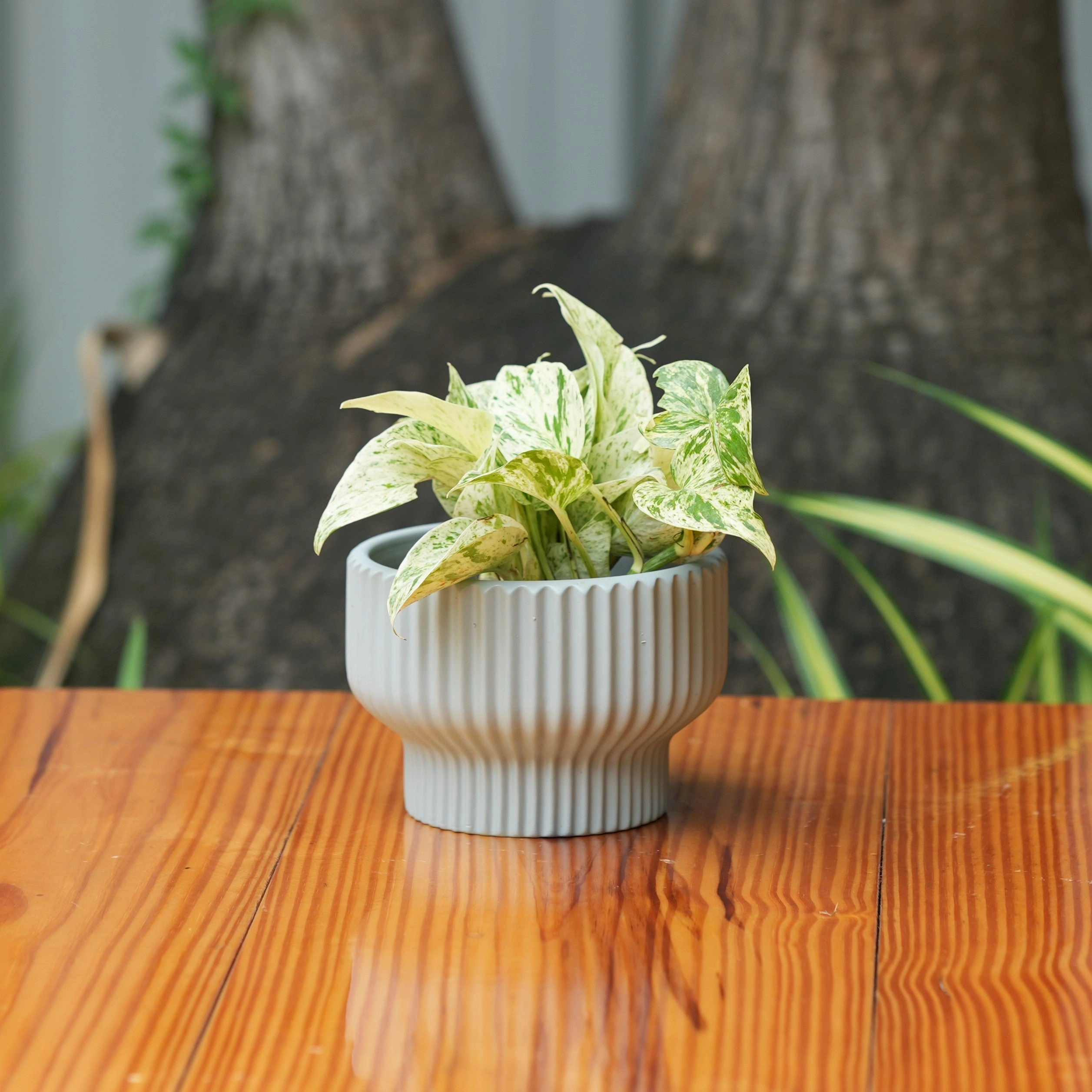 Round Shape Ribbed Grey Colour Ceramic Planter