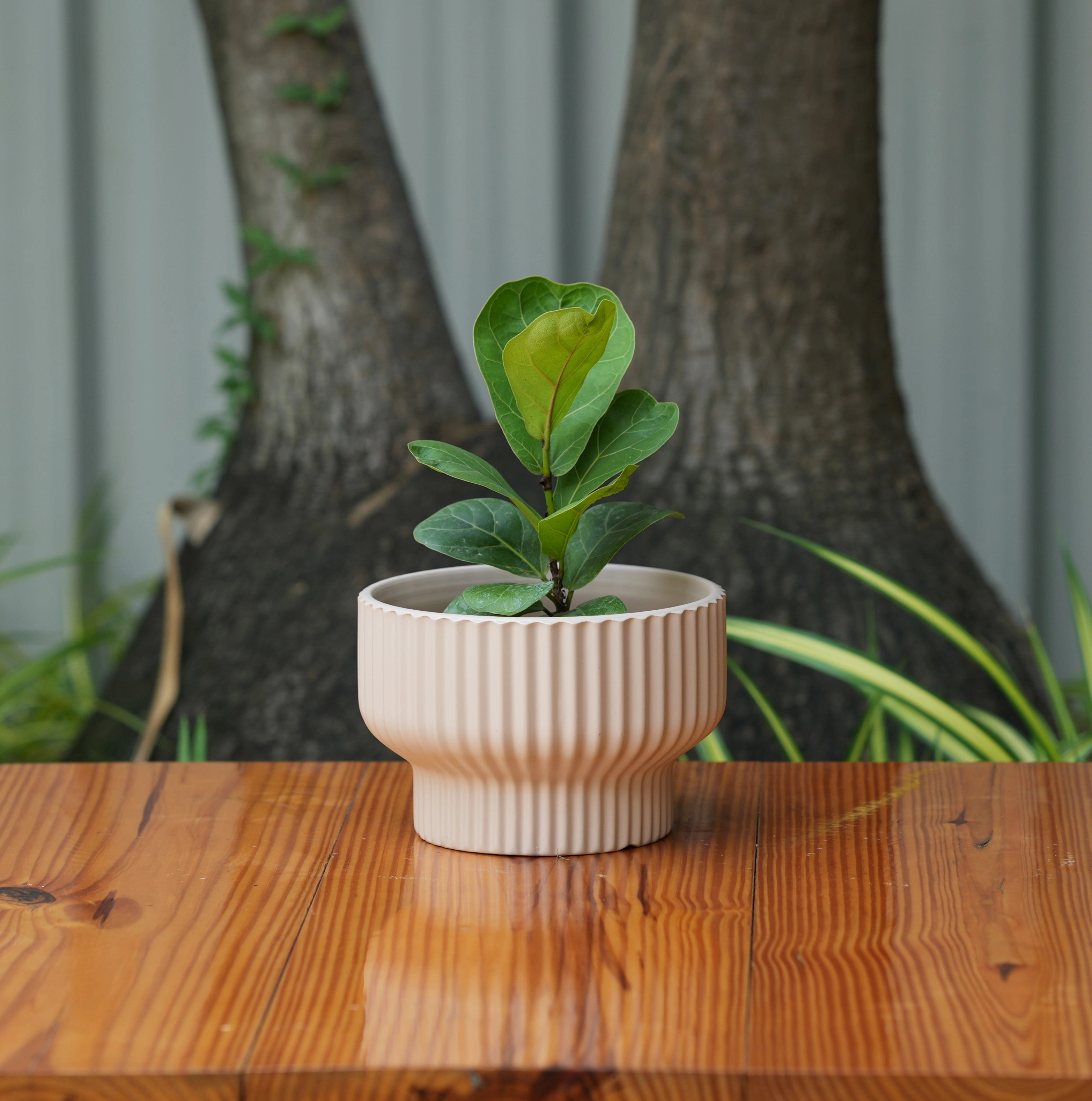 Round Shape Ribbed peach Colour Ceramic Planter