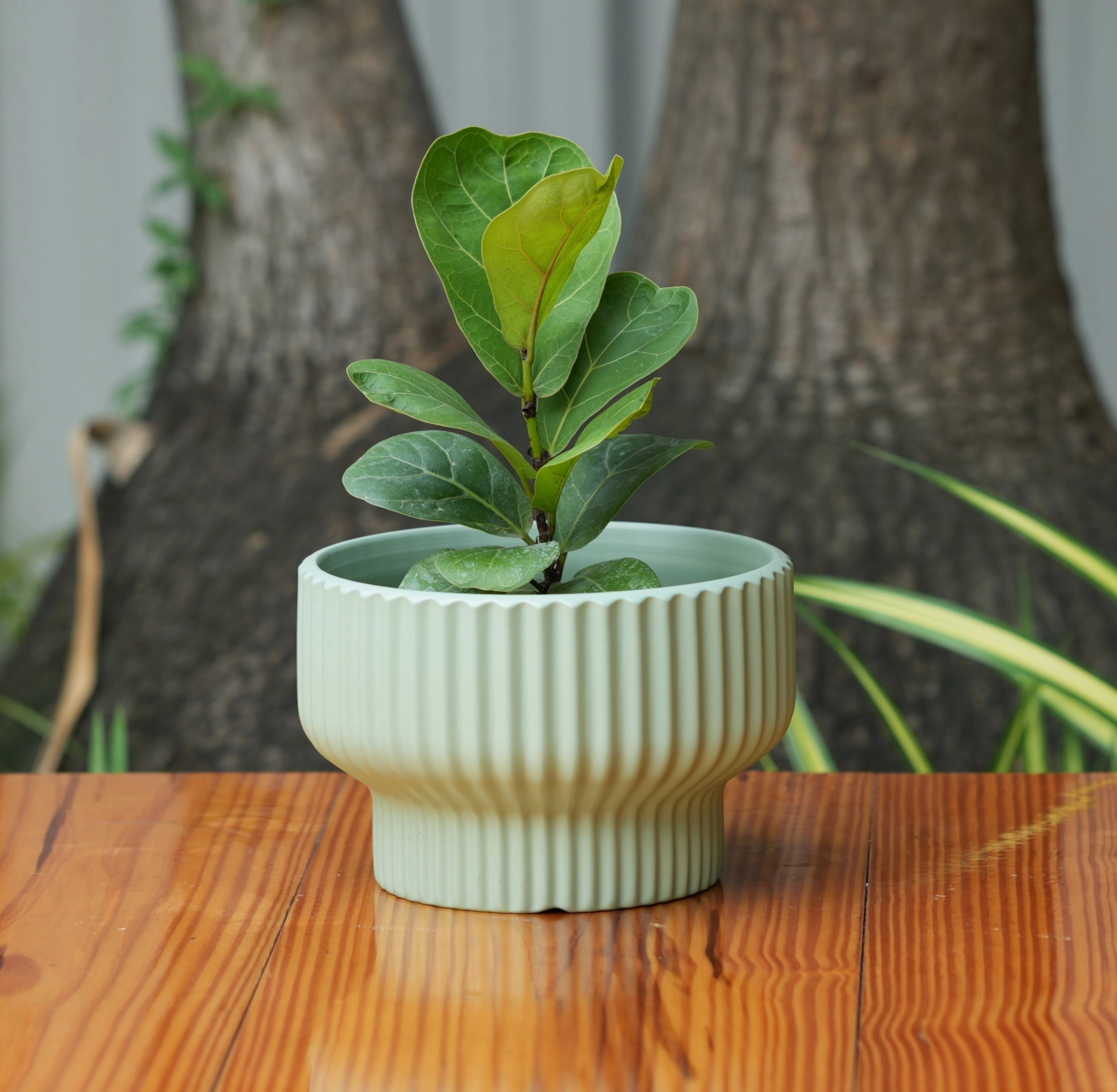 Round Shape Ribbed Pista Colour Ceramic Planter