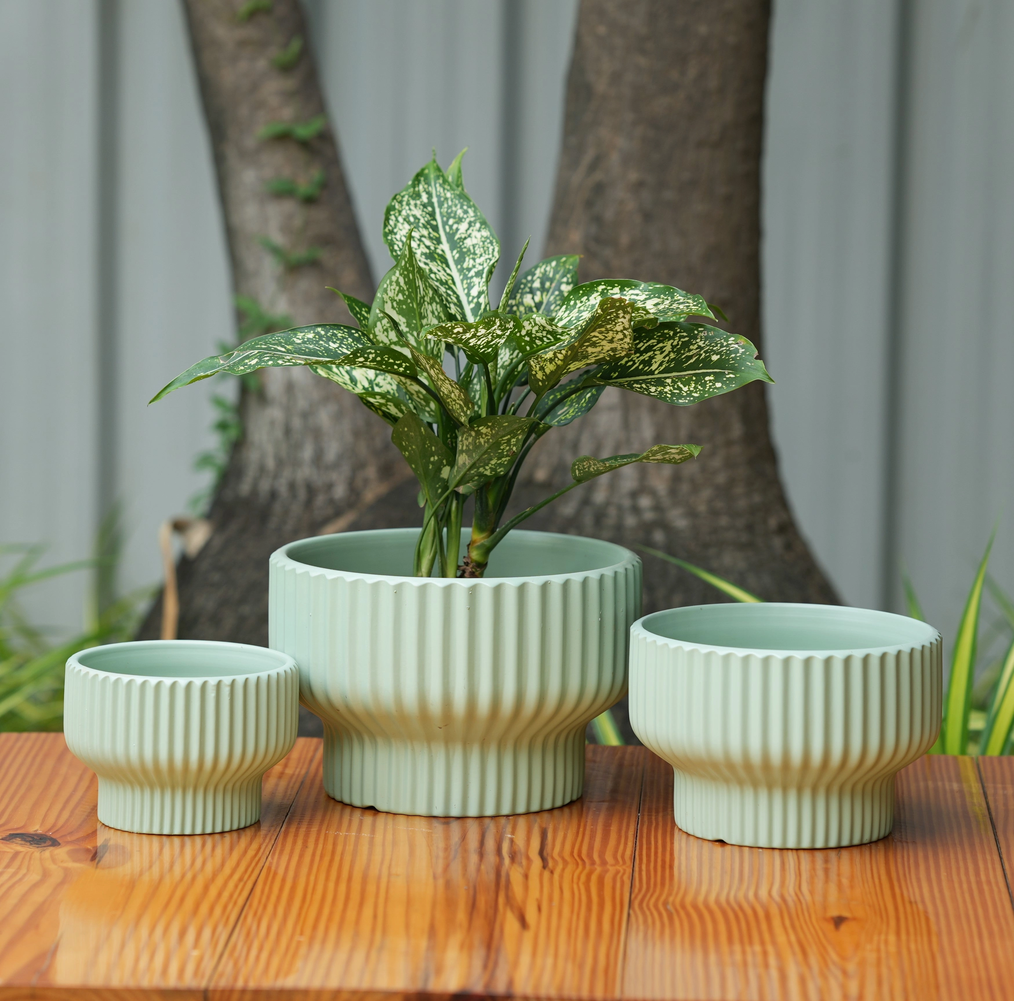 Round Shape Ribbed Pista Colour Ceramic Planter desktop planter  
