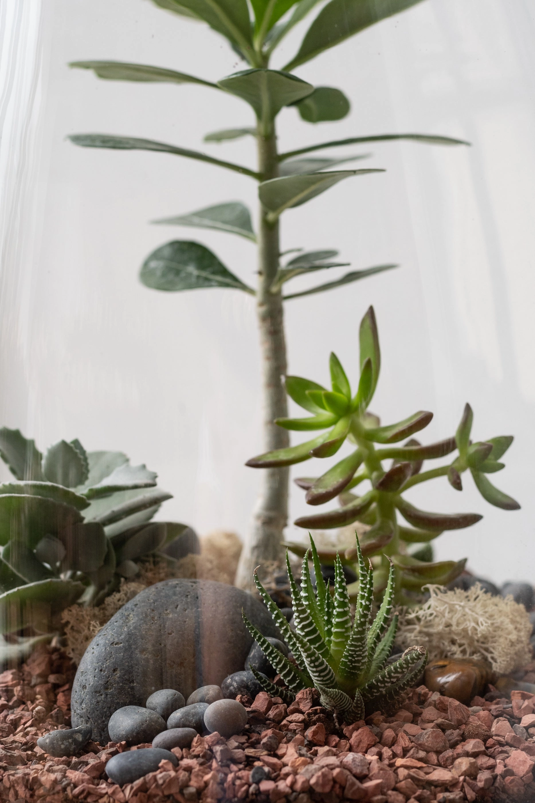 Round Tapered Planted Terrarium