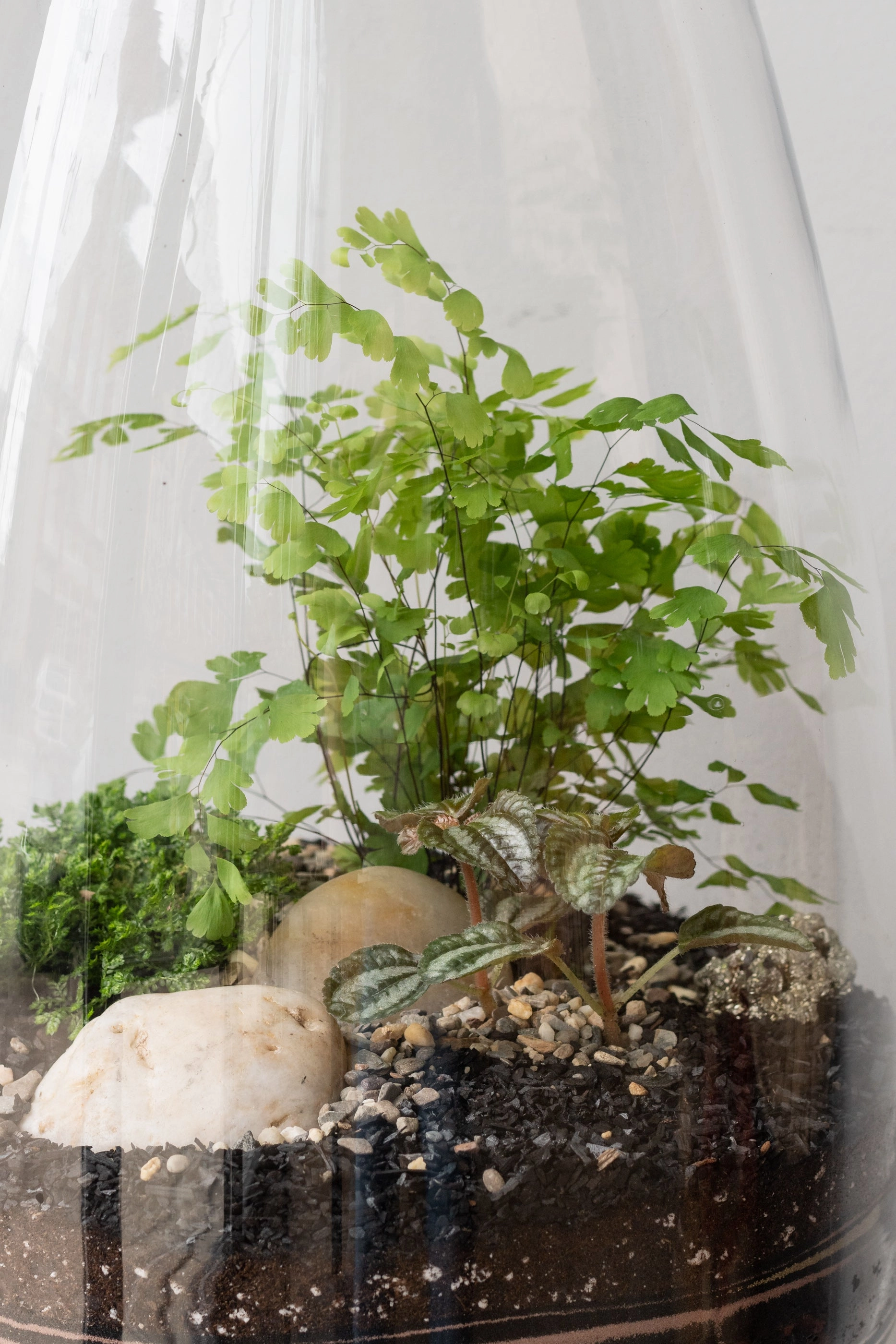 Round Tapered Planted Terrarium