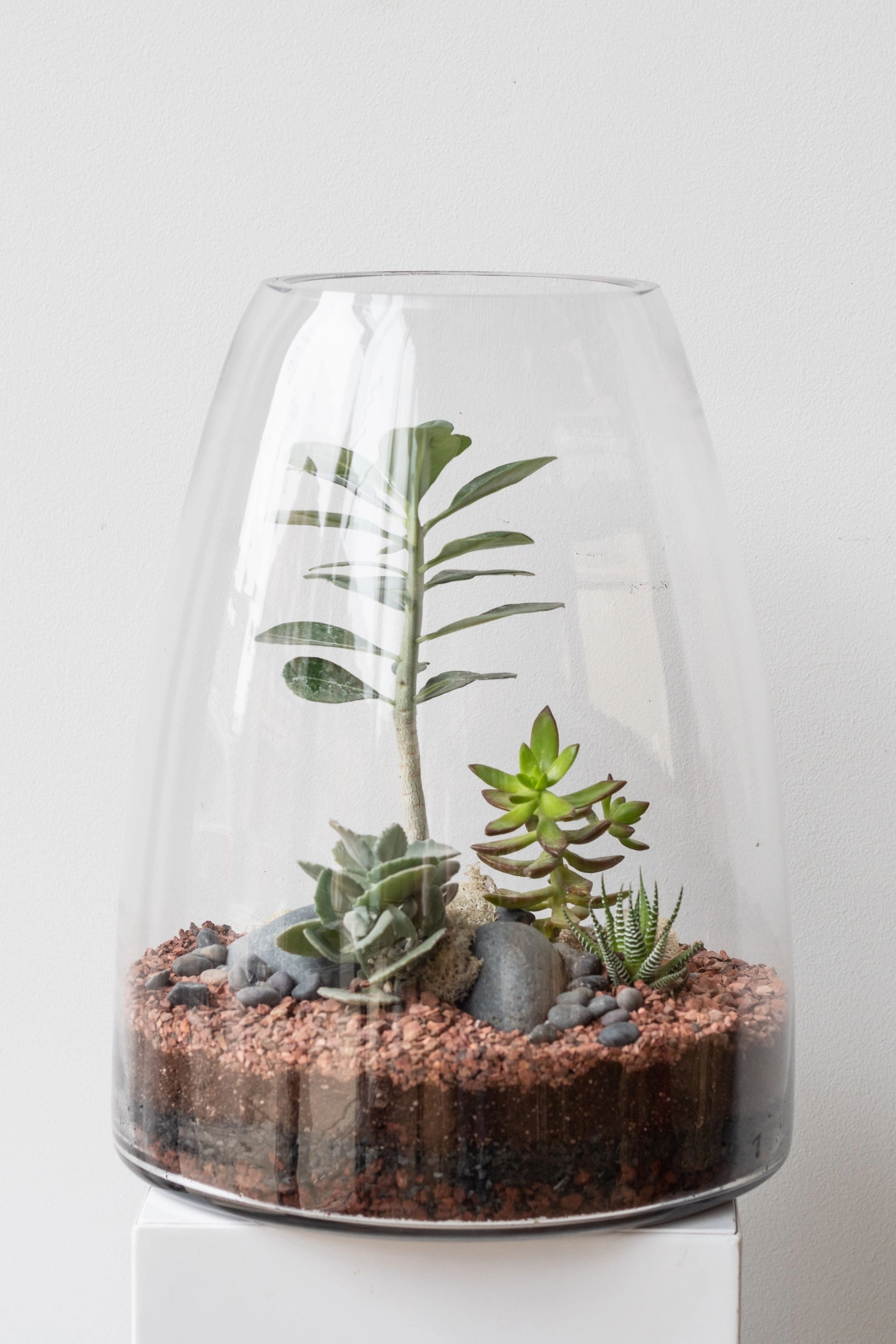 Round Tapered Planted Terrarium