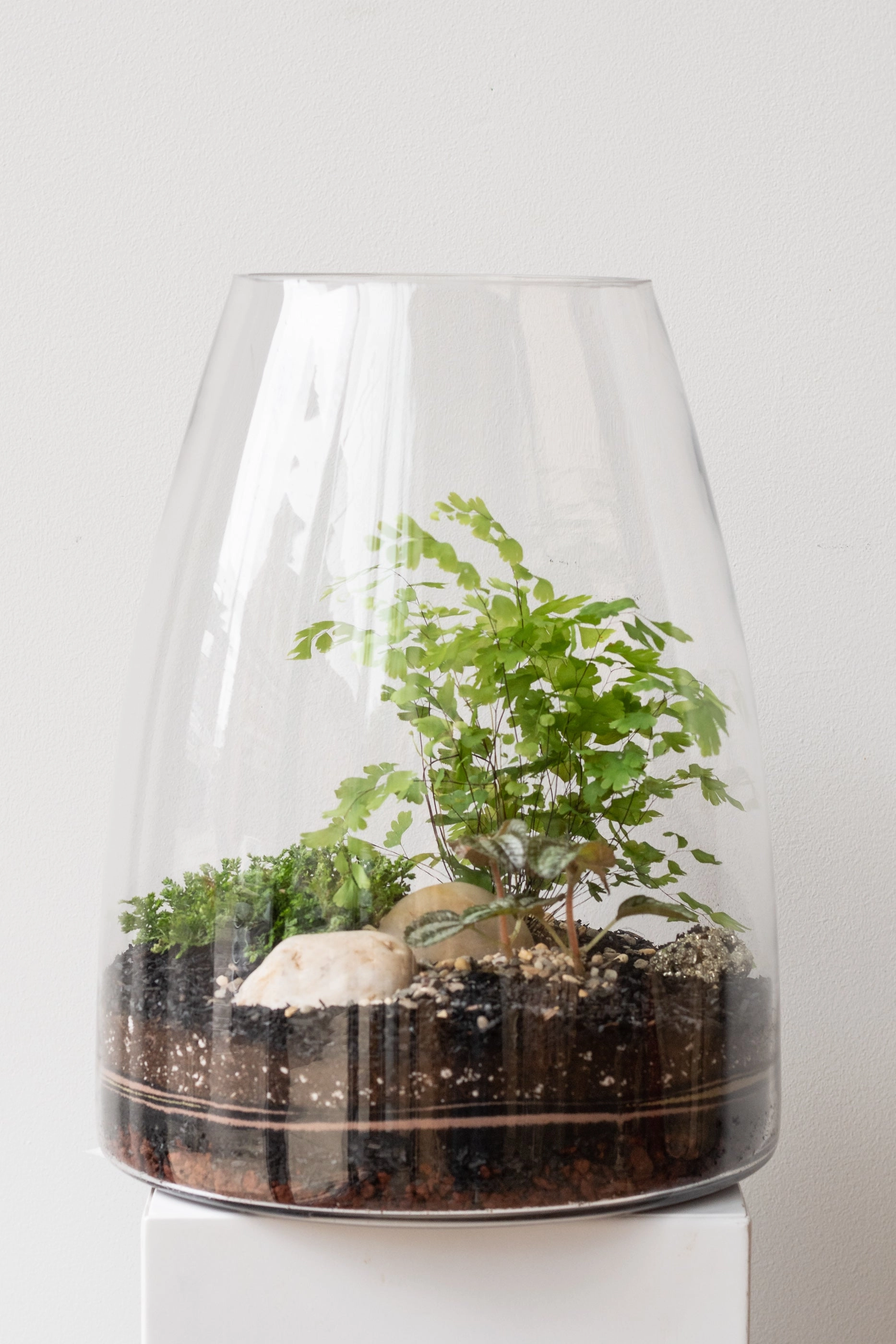 Round Tapered Planted Terrarium