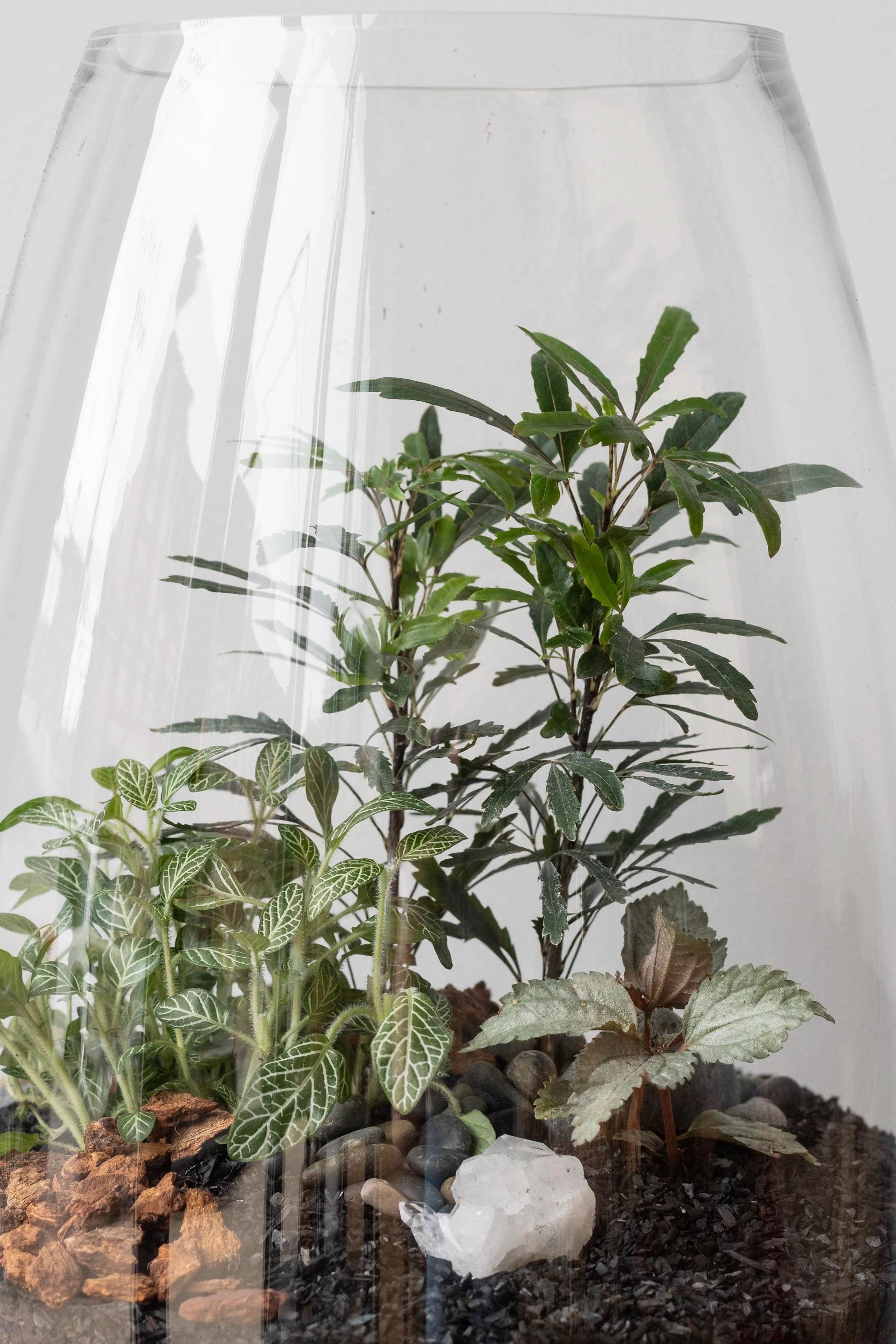 Round Tapered Planted Terrarium