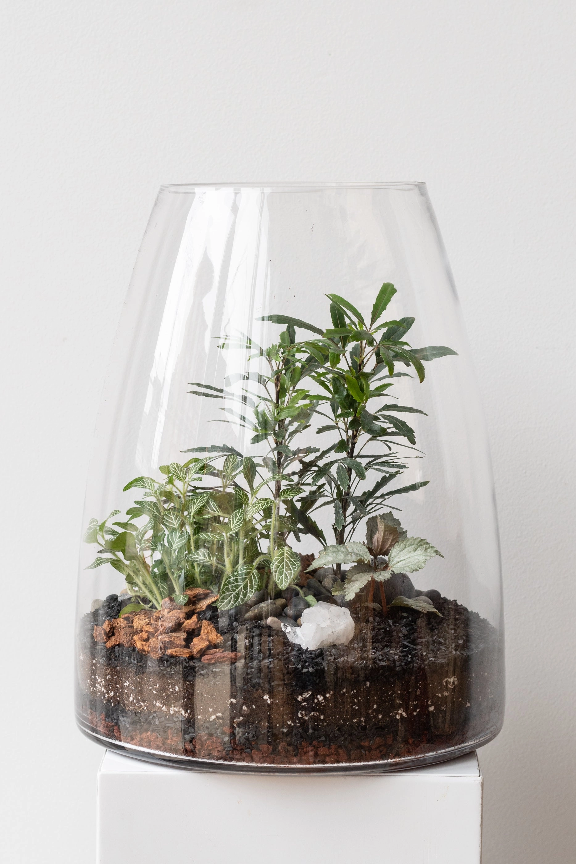 Round Tapered Planted Terrarium