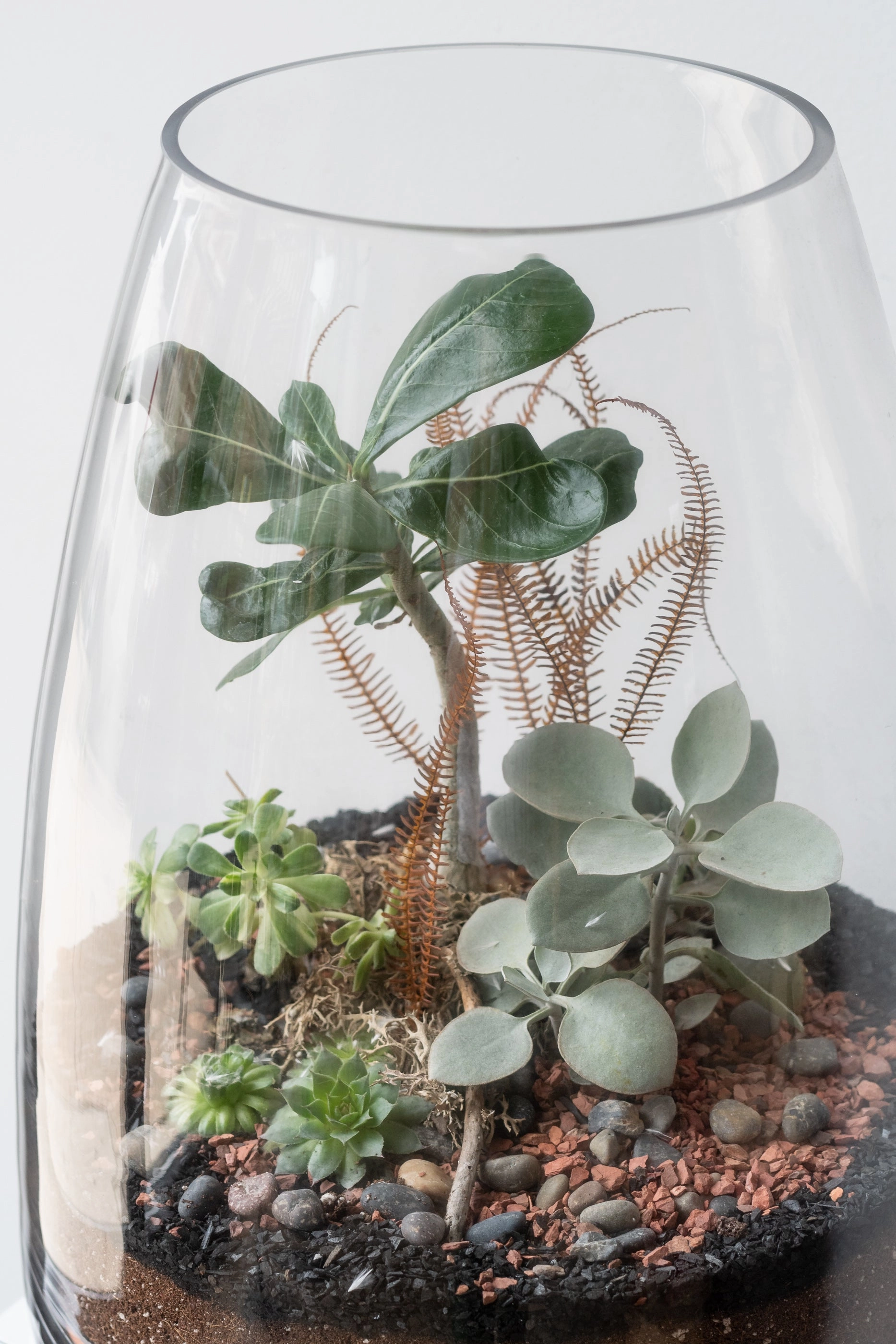 Round Tapered Planted Terrarium