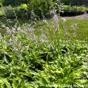 Royal Standard Hosta | Hosta 'Royal Standard' single layer plant shelf  