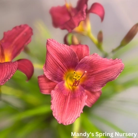 Ruby Stella Daylily | Hemerocallis 'Ruby Stella' traditional flower vase  