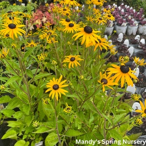 Rudbeckia Goldblitz Black-Eyed Susan traditional flower vase  