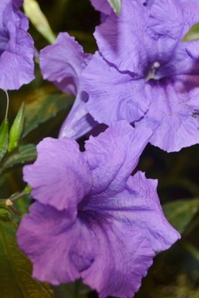 Ruellia 'Mayan Purple' #1 decorative flowerpot  