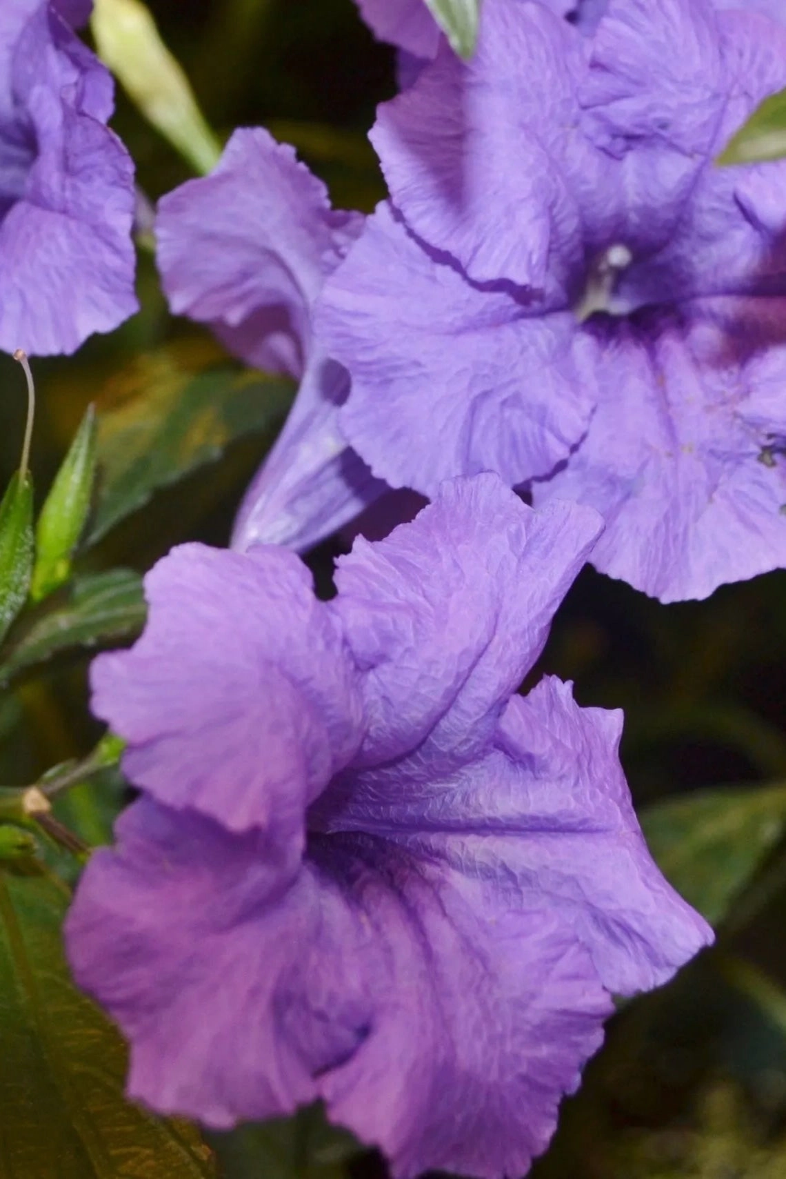 Ruellia 'Mayan Purple' #1 decorative flowerpot  