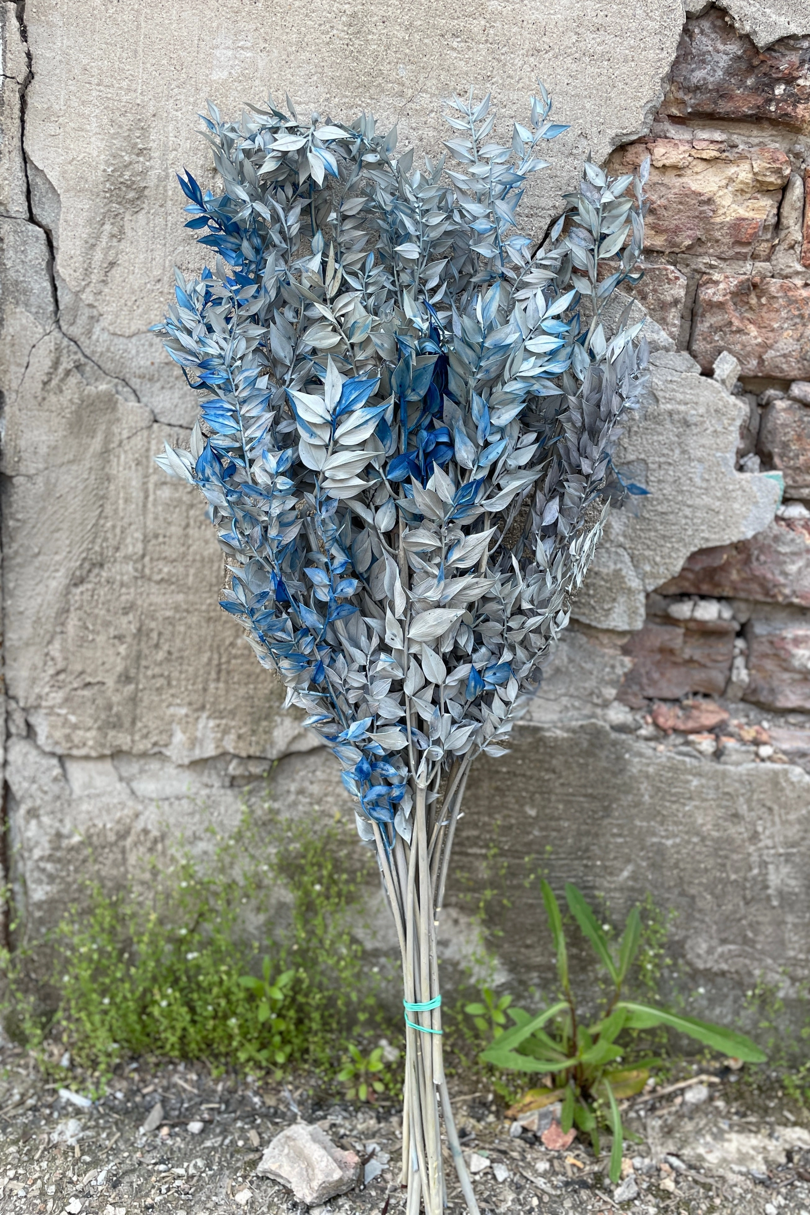 Ruscus Gray w/ Blue Tinted Preserved Bunch