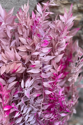 Ruscus Lavender w/Pink Tinted Preserved Bunch indoor houseplants  