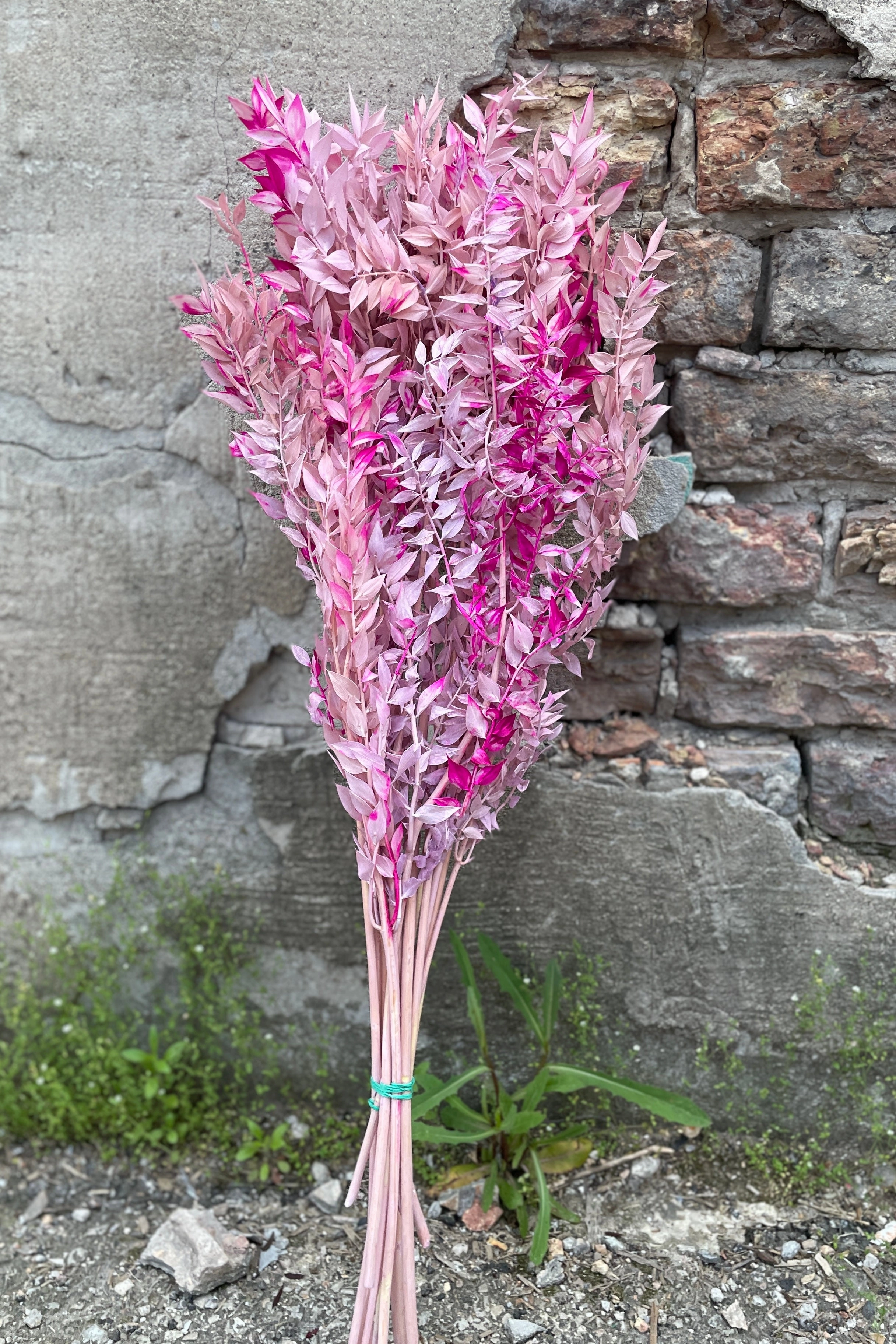 Ruscus Lavender w/Pink Tinted Preserved Bunch