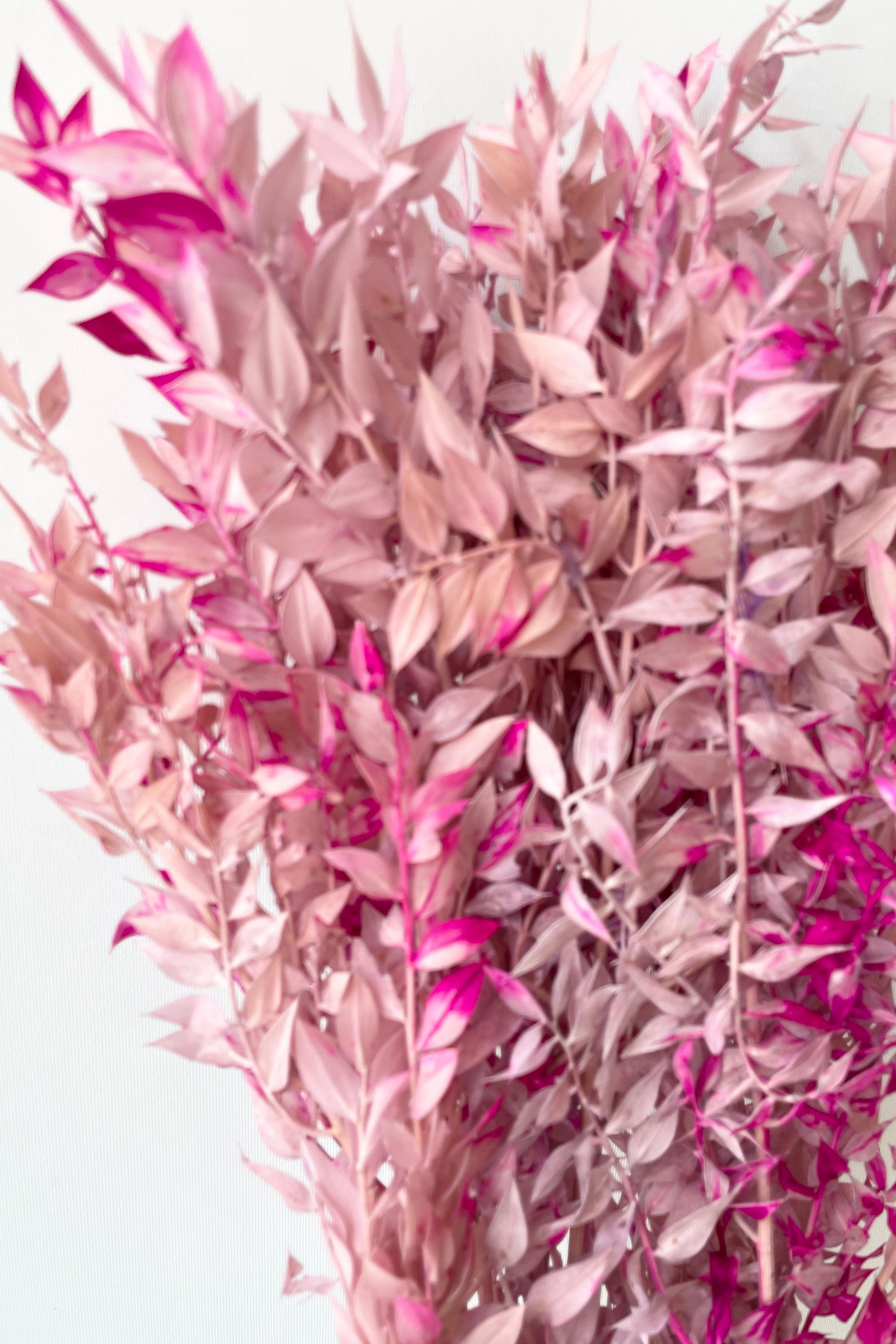 Ruscus Lavender w/Pink Tinted Preserved Bunch