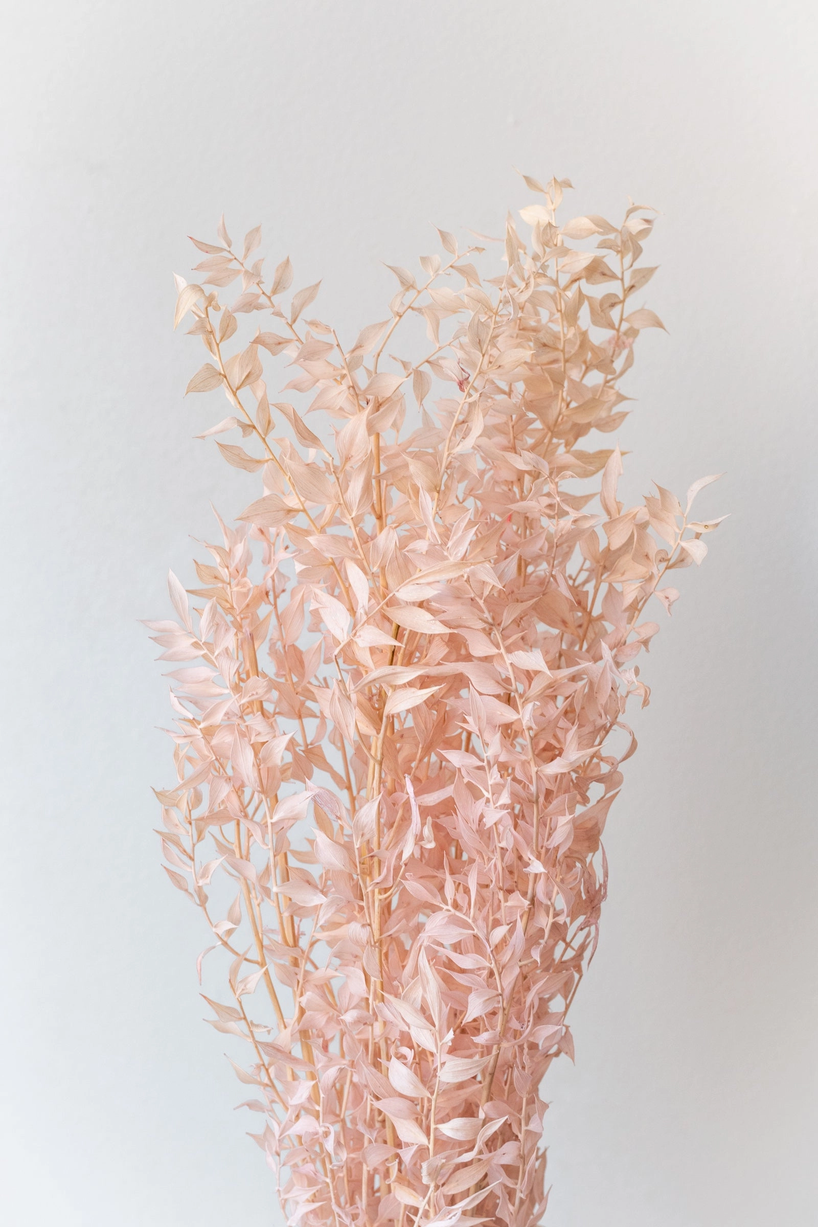 Ruscus Pink Pastel Preserved Bunch indoor houseplants  