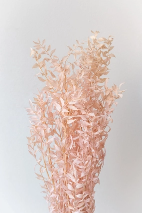 Ruscus Pink Pastel Preserved Bunch indoor houseplants  